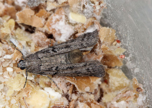How to Get Rid of Pantry Moths Before They Devour Your Dry Goods
