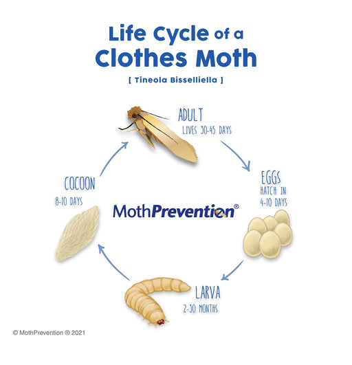 Clothes Moths