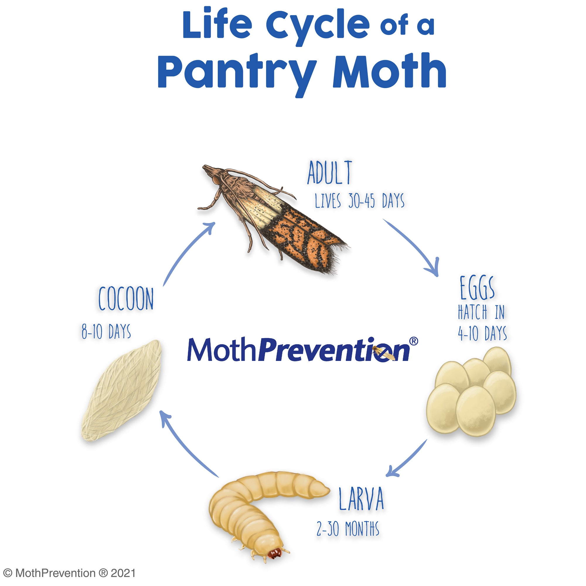 What causes moths store in the house