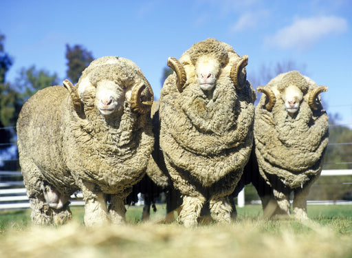 New Lambs, New Wool