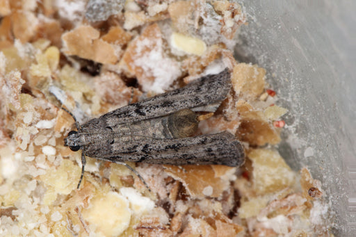 Pantry Moths in my nuts, seeds, beans, oats, etc. They eat through pla, pantry  moth infestation